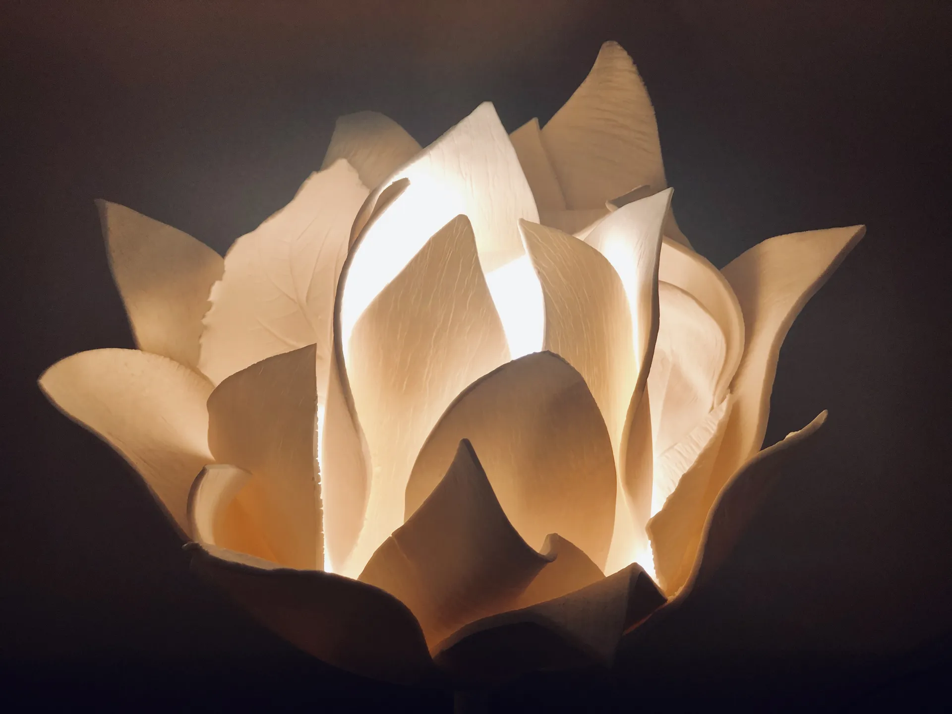 Flower, fleur de porcelaine blanche aux pétales ouverts et translucides, éclairée de l’intérieur sur un fond sombre.