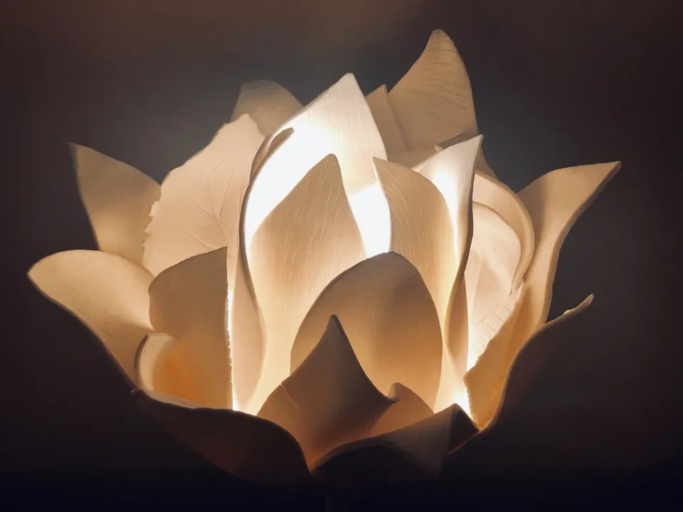 Flower, fleur de porcelaine blanche aux pétales ouverts et translucides, éclairée de l’intérieur sur un fond sombre.